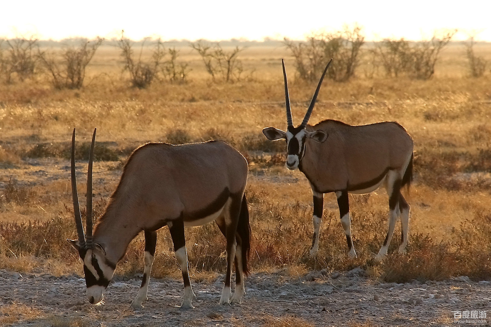 C7娱乐官网-关于纳米比亚举办篮球邀请赛，邀请多国参赛的信息
